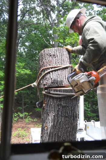 Large Tree Growing Too Close to Your House? What to Do and Risks 8 img 59153 8