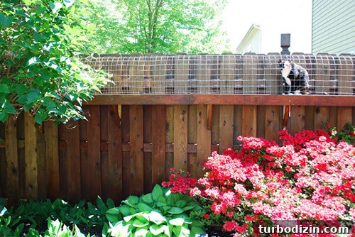 Family and cats in the backyard