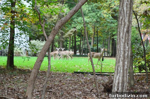 Closer look at deer near back door