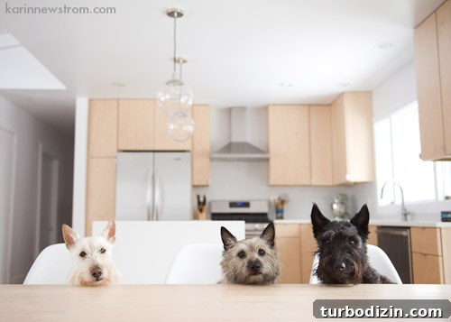 Modern Kitchen Design with Blonde Wood Cabinets 6 Dogs in the kitchen