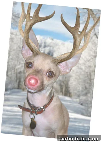 christmasrudolph-burger-holiday-card-copy christmasrudolph-burger-holiday-card-copy