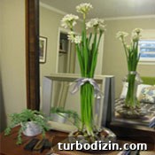 Festive Holiday Decorating Ideas for a Cozy Home 17 Paperwhites thumbnail