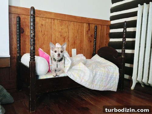 Dog bed