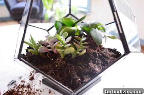Create a Stunning Glass Terrarium: Step-by-Step Guide 11 img 63085 10