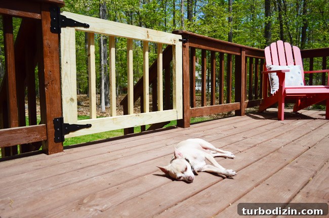 Chihuahua Dog Laying In Sun On Deck Next To Completed DIY Deck Gate