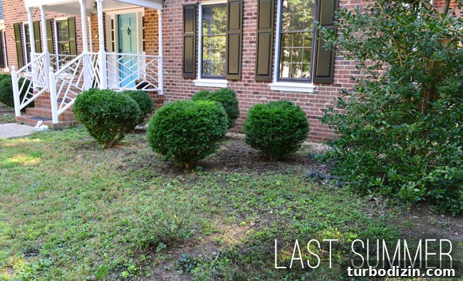 Create Mulch Planting Beds: Step-by-Step Guide for Lush Gardens 3 Overgrown Boxwood Mulch Planting Beds In Front Of Brick Colonial Home