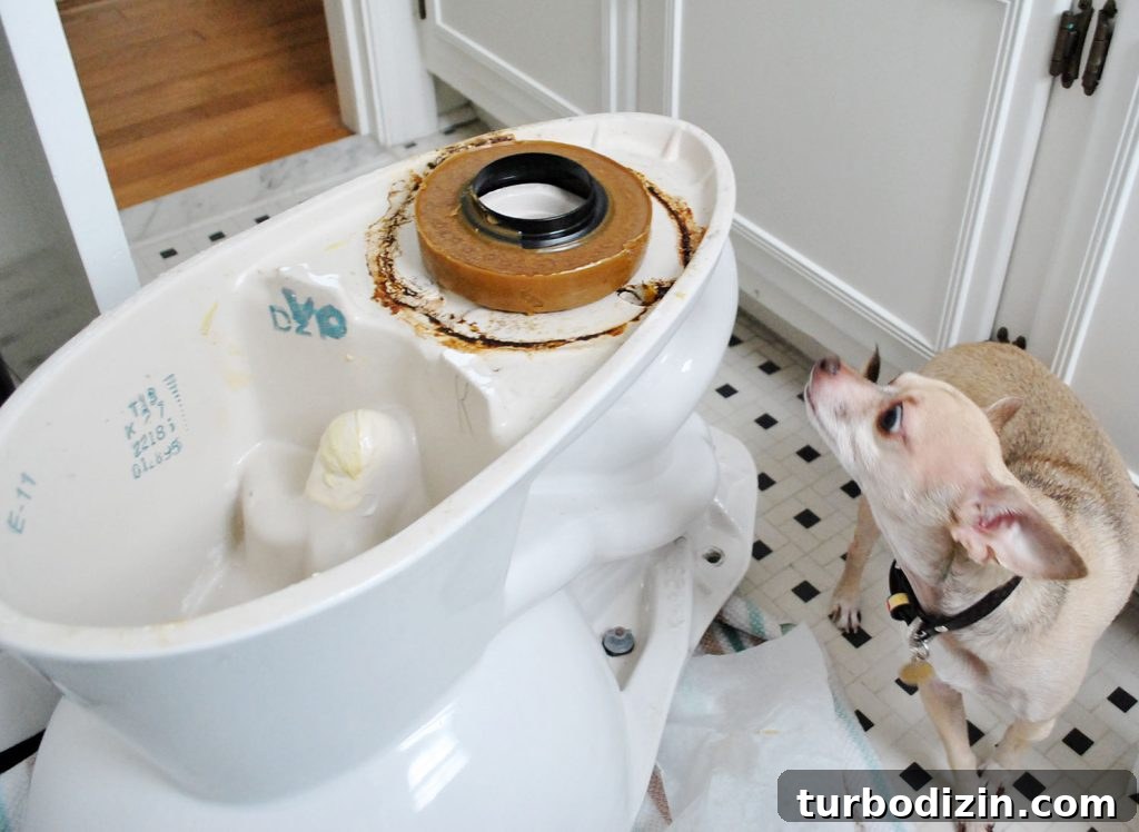 New Wax Ring On Bottom Of Toilet Bowl For Installation With Dog Sniffing