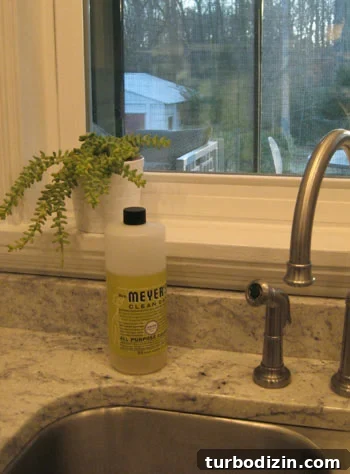 burro-tail-succulent-house-plant burro-tail-succulent-house-plant