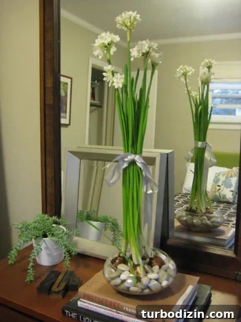 flowering-paperwhite-bulbs flowering-paperwhite-bulbs