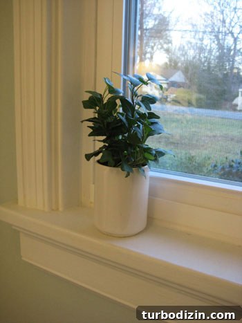 enlish-ivy enlish-ivy