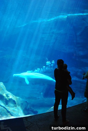 Discover Georgia Aquarium: Visitor Guide, Tickets & Top Exhibits 2 georgia aquarium beluga whales
