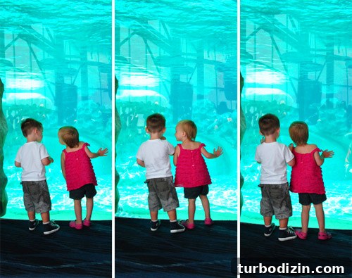 Discover Georgia Aquarium: Visitor Guide, Tickets & Top Exhibits 11 georgia aquarium toddlers at dolphin tank