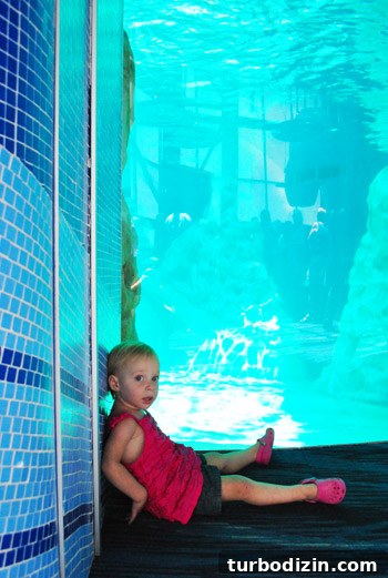 Discover Georgia Aquarium: Visitor Guide, Tickets & Top Exhibits 12 georgia aquarium toddler resting by dolphin tank