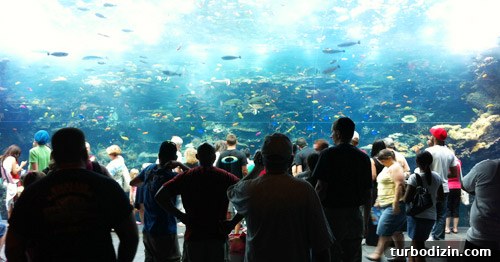 Discover Georgia Aquarium: Visitor Guide, Tickets & Top Exhibits 14 georgia aquarium giant tropical fish tank