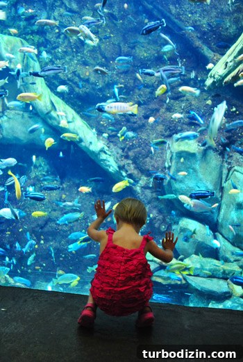 Discover Georgia Aquarium: Visitor Guide, Tickets & Top Exhibits 15 georgia aquarium fish tank with toddler