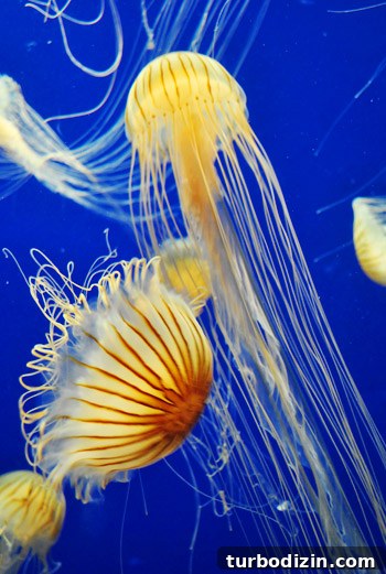 Discover Georgia Aquarium: Visitor Guide, Tickets & Top Exhibits 17 georgia aquarium jellyfish up close