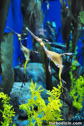 Discover Georgia Aquarium: Visitor Guide, Tickets & Top Exhibits 18 georgia aquarium seahorses up close