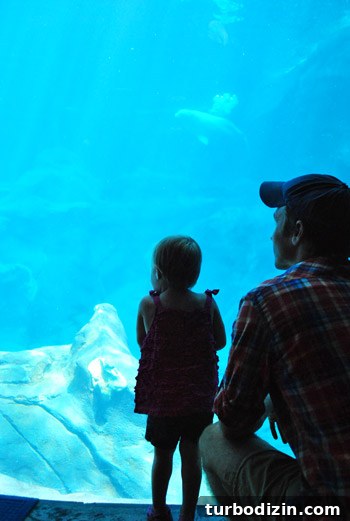 Discover Georgia Aquarium: Visitor Guide, Tickets & Top Exhibits 3 georgia aquarium with a toddler beluga tank