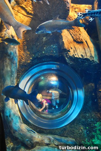 Discover Georgia Aquarium: Visitor Guide, Tickets & Top Exhibits 4 georgia aquarium fish eye porthole