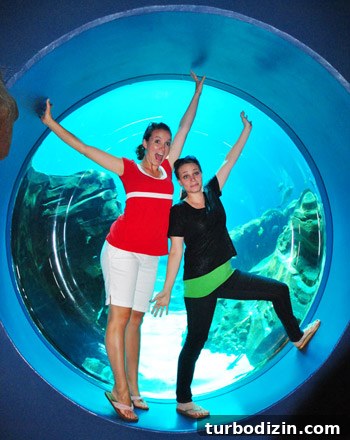Discover Georgia Aquarium: Visitor Guide, Tickets & Top Exhibits 7 georgia aquarium katie bower sherry petersik