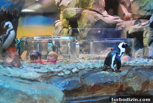 Discover Georgia Aquarium: Visitor Guide, Tickets & Top Exhibits 8 georgia aquarium penguin viewing