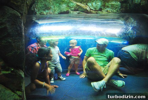 Discover Georgia Aquarium: Visitor Guide, Tickets & Top Exhibits 9 georgia aquarium underwater tube