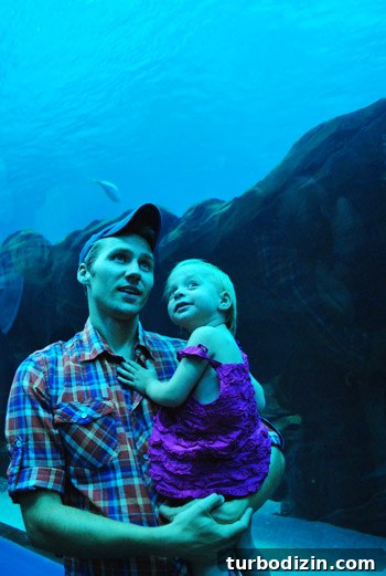 Discover Georgia Aquarium: Visitor Guide, Tickets & Top Exhibits 10 georgia aquarium viewing through underwater tube