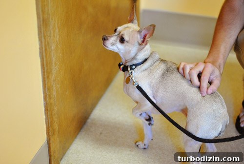 Chihuahua’s First Dental Cleaning: What to Expect and Tips 2 Burger at the dentist