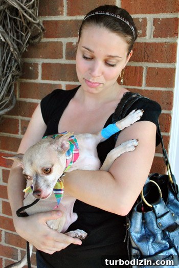 Chihuahua’s First Dental Cleaning: What to Expect and Tips 3 Burger with a bandana