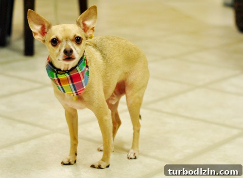 Chihuahua’s First Dental Cleaning: What to Expect and Tips 4 Relaxed Burger at home