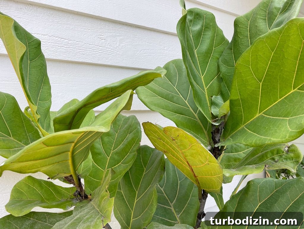 Fiddle Leaf Fig Care Guide: How to Water, Light, and Prune for Growth 3 Close Up Of Fiddle Leaf Fig Leaves