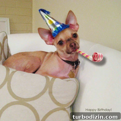 Birthday photo of my dog