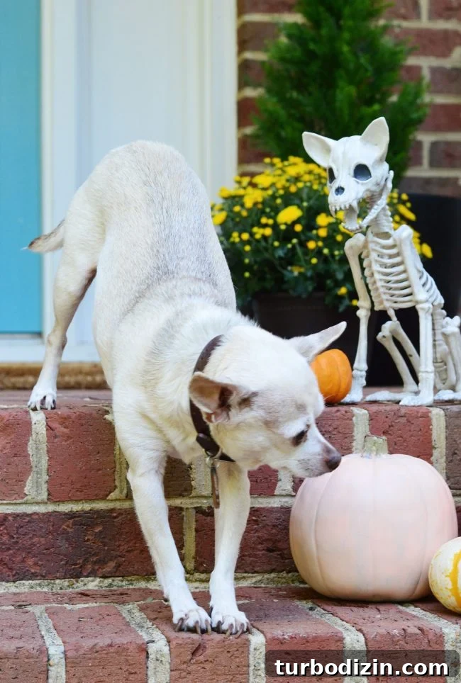 3 Quick Front Porch Updates to Boost Curb Appeal 16 Halloween Front Porch Real Chihuahua With Dog Skeleton