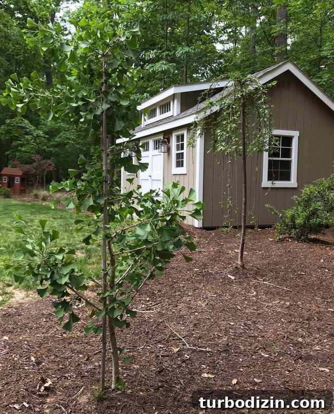 Episode 96: Why We Hold On to Things — The Psychology of Stuff 3 Ornamental trees