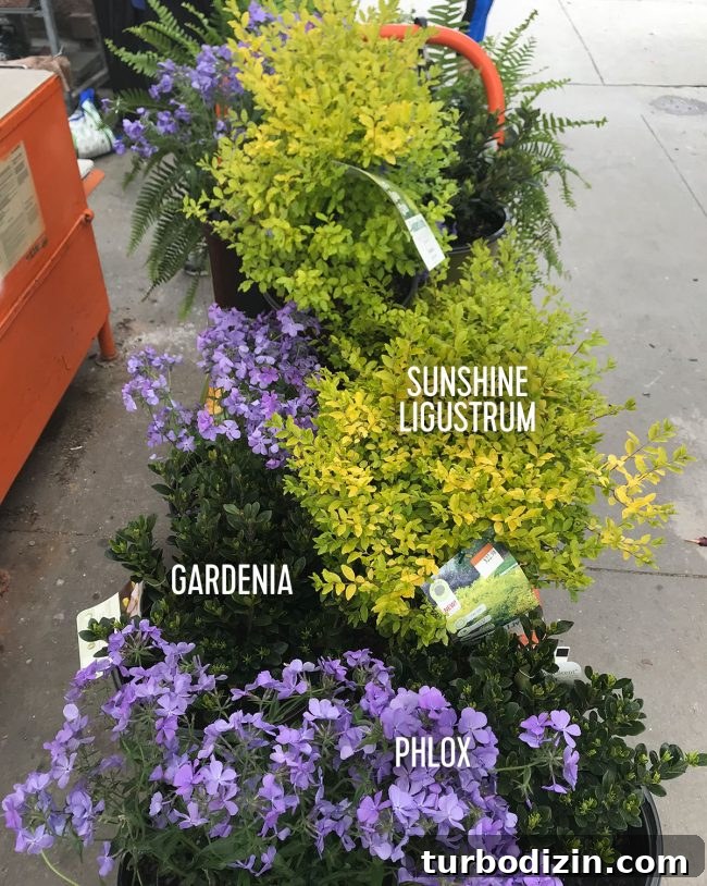 Simple Landscaping Updates to Transform Your Yard Quickly 5 Plants purchased