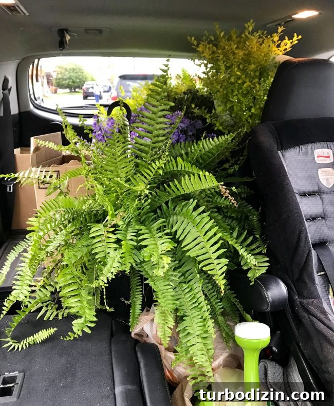 Simple Landscaping Updates to Transform Your Yard Quickly 6 Loading plants into car