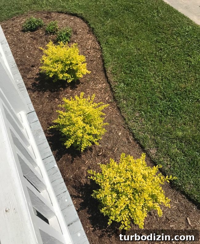 Simple Landscaping Updates to Transform Your Yard Quickly 10 Gardenia blooms