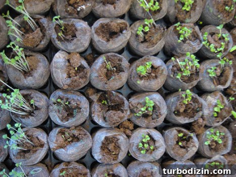jiffy-greenhouse-plating-seeds-growing-herbs-vegetables