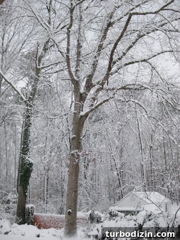 snow-day snow-day