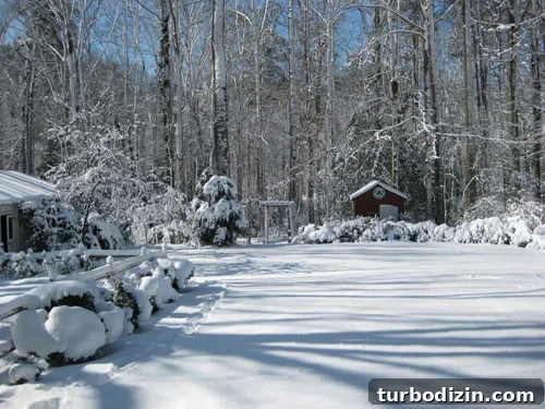 gorgeous-snow-picture-backyard gorgeous-snow-picture-backyard