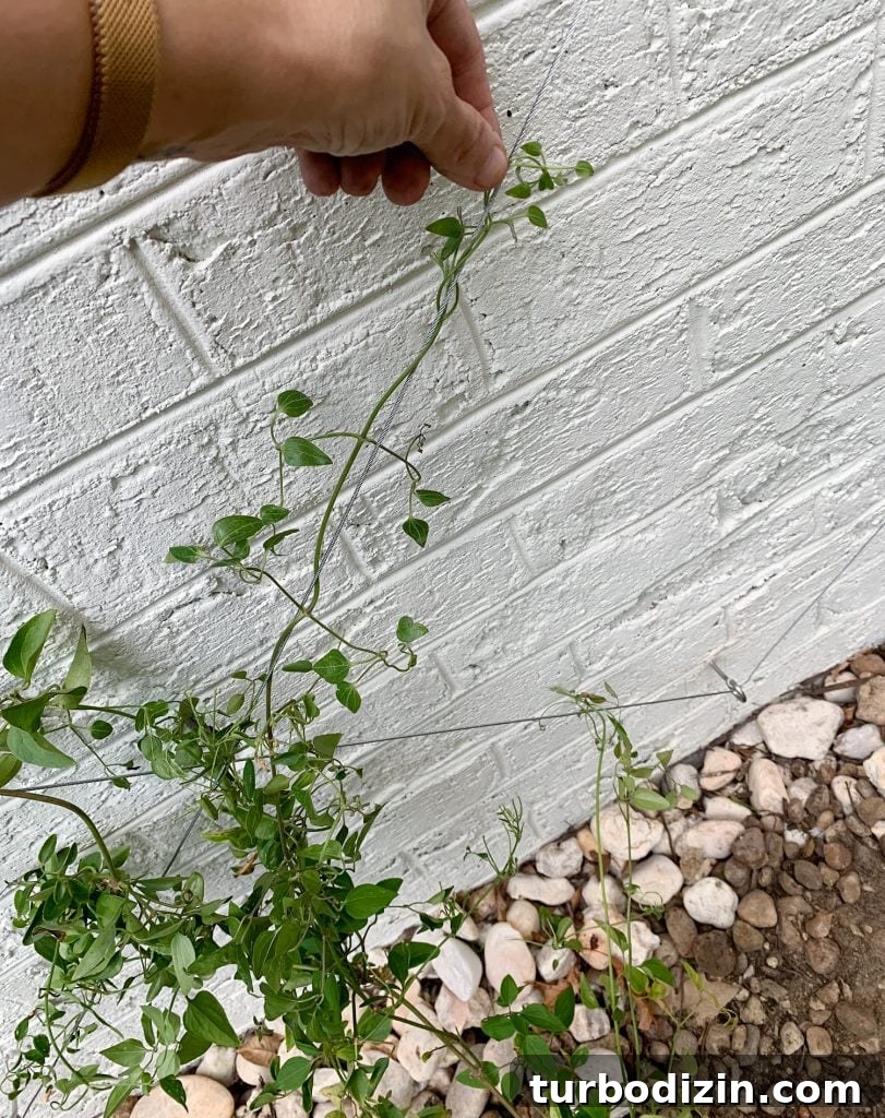 DIY Garden Trellis: Step-by-Step Guide to Build Your Own 26 Sherry Looping Clematis Vine Around Wire Trellis