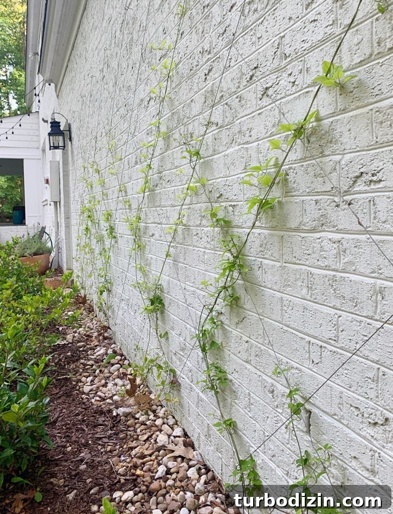 DIY Garden Trellis: Step-by-Step Guide to Build Your Own 27 Side view of clematis vine growing up vine trellis on brick garage