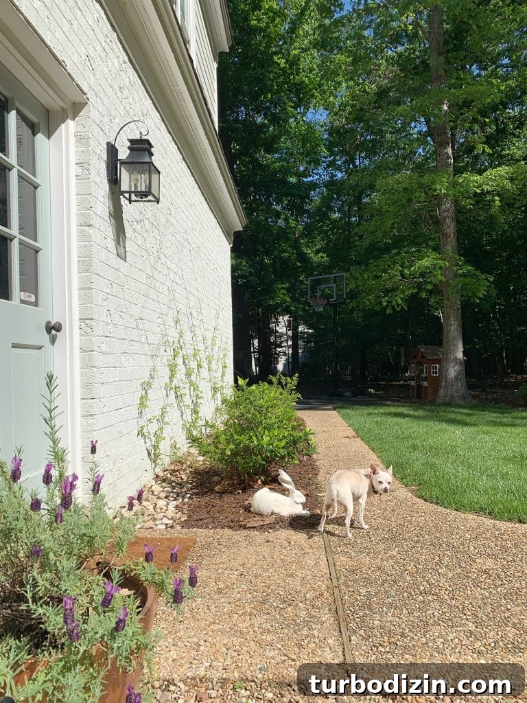 DIY Garden Trellis: Step-by-Step Guide to Build Your Own 28 Chihuahua next to wire trellis with clematis vine growing up brick wall