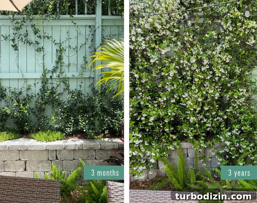 DIY Garden Trellis: Step-by-Step Guide to Build Your Own 29 Side By Side Comparison Of Star Jasmine Growth 3 Years After Planting