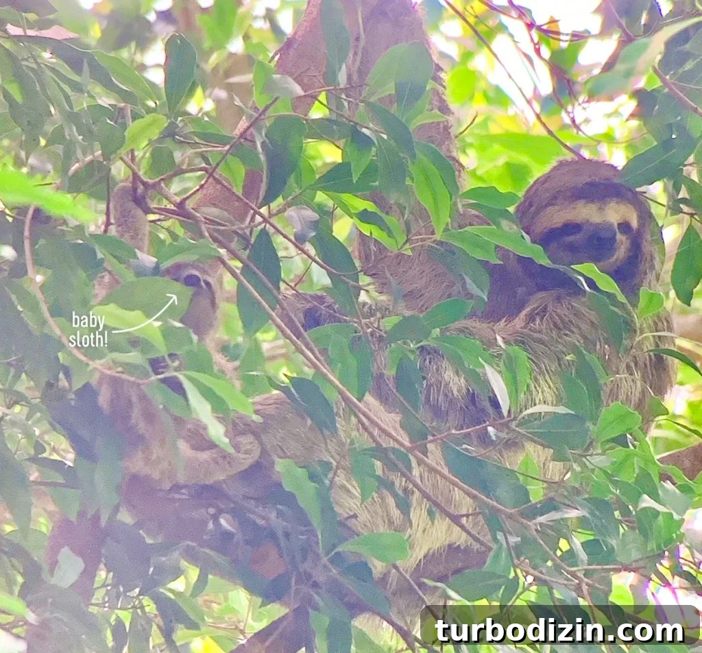 Zoomed Photo Of Sloth And Baby Sloth