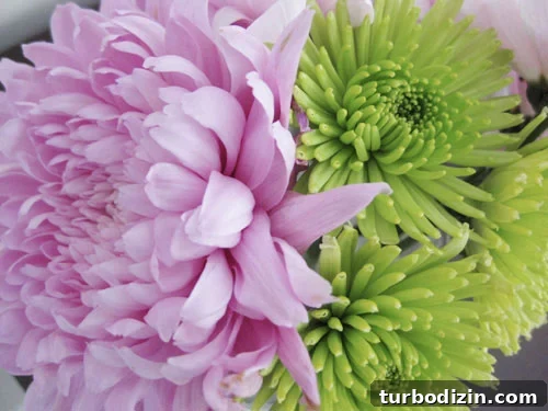 close-up-pink-and-green-mums