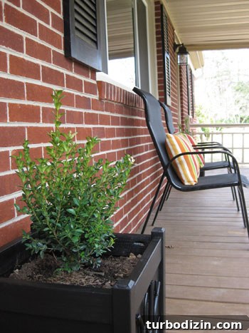 boxwood-black-square-planter-diy-project boxwood-black-square-planter-diy-project