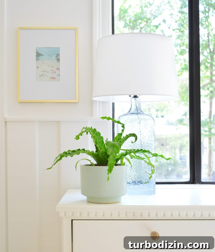 Bird's Nest Fern in mint pot