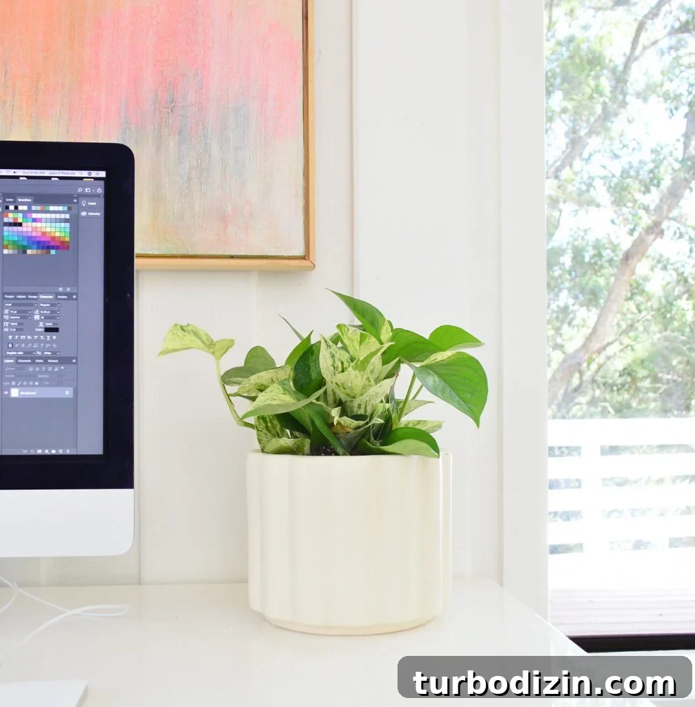 Marble Queen Pothos in cream pot