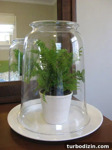 easy-fern-terrarium easy-fern-terrarium